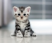 Royal Canin Nemzetközi Macskakiállítást, 2018. november 17-18.