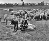 Eltűnik a juhász szakma