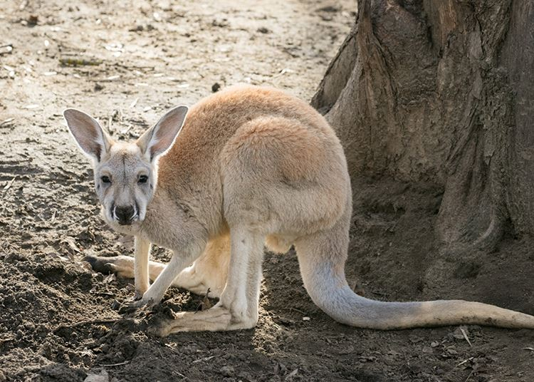 Kenguruk születtek a Nyíregyházi Állatparkban