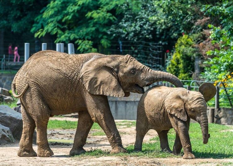 Februárra épülhet meg a Nyíregyházi Állatpark India-háza