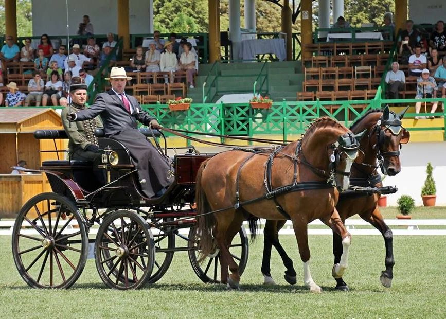 Örülhetnek a magyar lovassport szerelmesei: fogathajtó versenyt rendeznek Mezőhegyesen