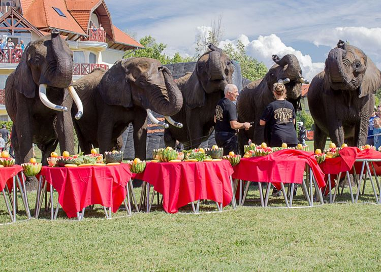 Cirkuszok éjszakája Balatonlellén – már a próbákra is benézhetünk