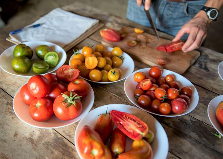 Különleges ízvilágú paradicsomok