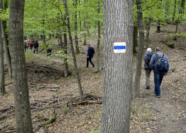 Így készül a Kéktúrázás napjára a Pilisi Parkerdő