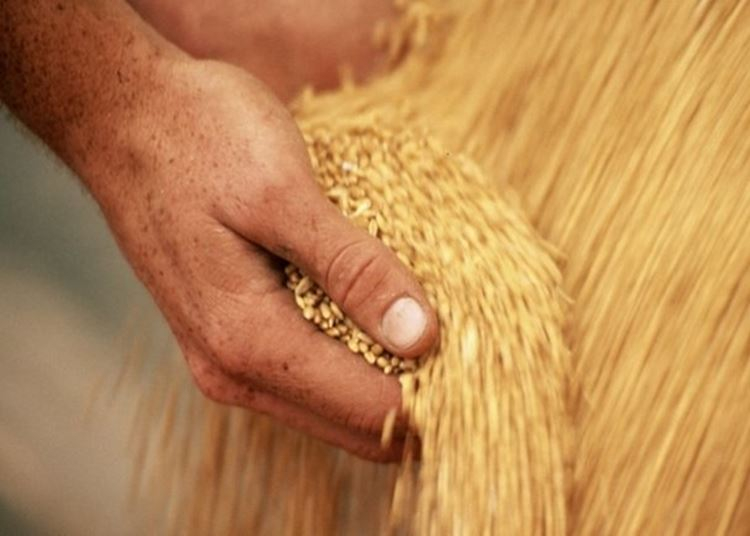 Azonnali kihívások az agráriumban - A takarmányár-robbanás és ami mögötte van, 2021. április 20.