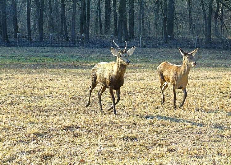 Barangolás a Gemenci Erdőben szarvasbőgés idején