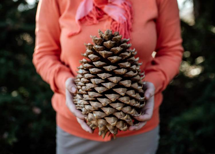 Jótékonysági célból hatalmas tobozokat bocsájtott árverésre a Folly Arborétum