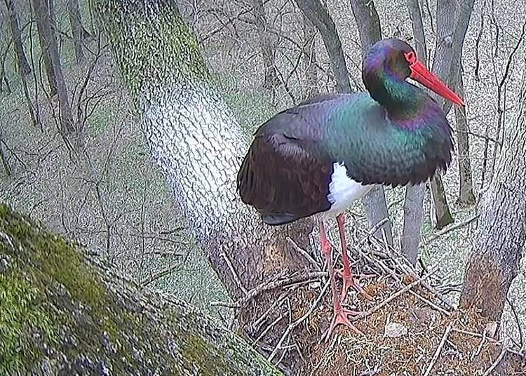 Megérkezett az első fekete gólya a bekamerázott gemenci fészekbe