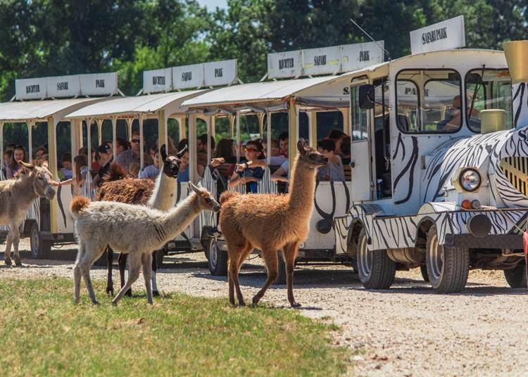 Elefánttréning és cirkusz is lesz az autós szafariparkban az Állatkertek Éjszakáján