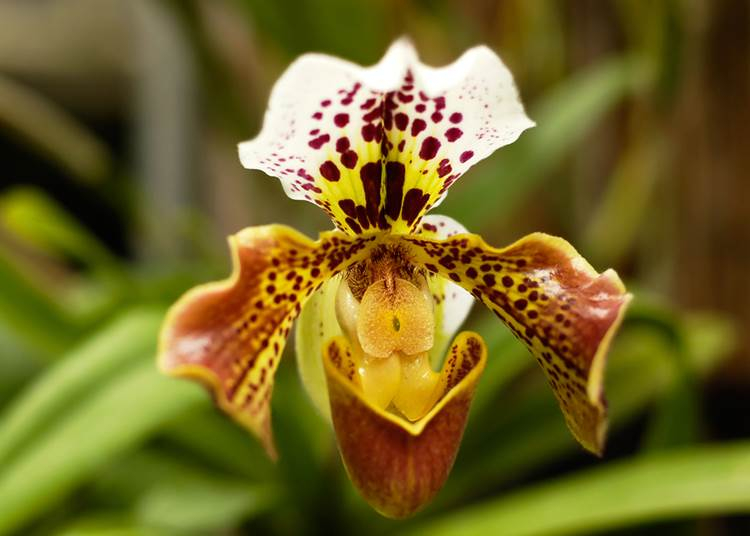 Orchideaséta a Szegedi Füvészkertben