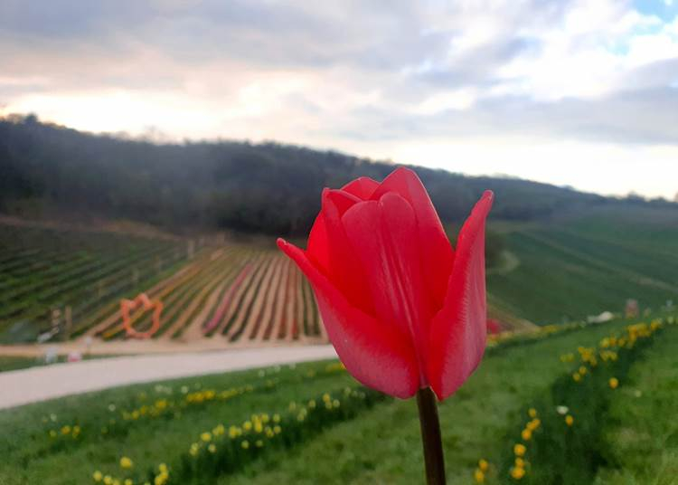 Kőröshegyen félmillió tulipánnal várják a kirándulókat húsvét után