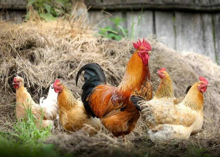 Dabasi Országos állat és kirakodó vásár