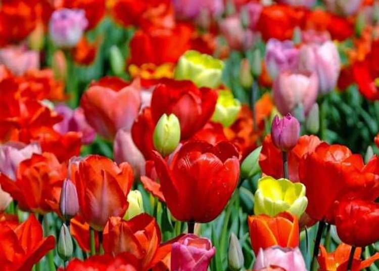 Tulipánfesztivál Celldömölk, 2025. április 25-27.