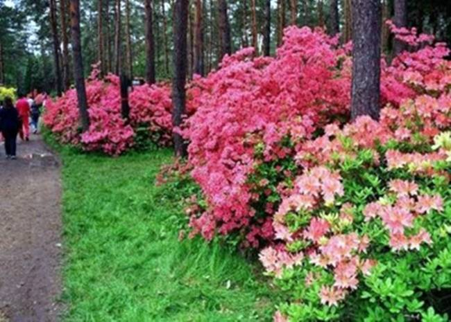 Rododendron virágzása a Jeli Arborétumban 2026. június 17-ig