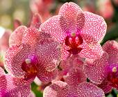 orchideak2