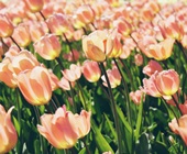 tulipanszuret