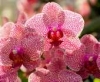 Orchidea Ünnep, 2018. március 23-25.