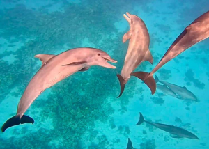 Egyiptom turizmusa nevethet az iráni konfliktus végén