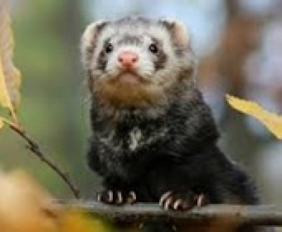 8. Nemzetközi Vadászgörény Kiállítás, 2019. január 19.