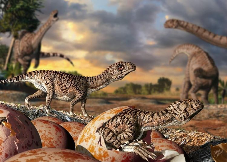 Bemutatták az első Magyarországon talált dinoszaurusztojást