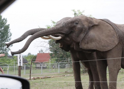 Szafaripark Szadán:  nem kell Afrikáig utaznunk, ha tevét vagy zebrát akarunk testközelből látni