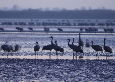 Darules a Körös-Maros Nemzeti Parkban - novemberben minden szombaton