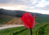 Kőröshegyen félmillió tulipánnal várják a kirándulókat húsvét után