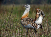 Körös-Maros Nemzeti Park