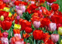 Celldömölki tulipán fesztivál, 2024. április 19-20.