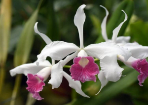 Orchidea és Bromélia Kiállítás, 2026. március 19-22.