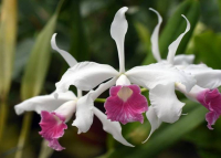 Orchidea és Bromélia Kiállítás, 2026. március 19-22.