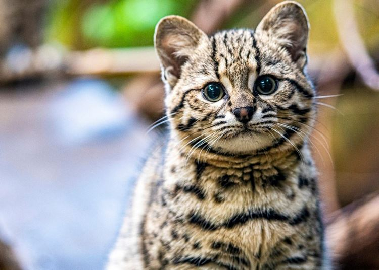 Igazi zoológiai szenzáció a nyíregyházi állatkert macskája