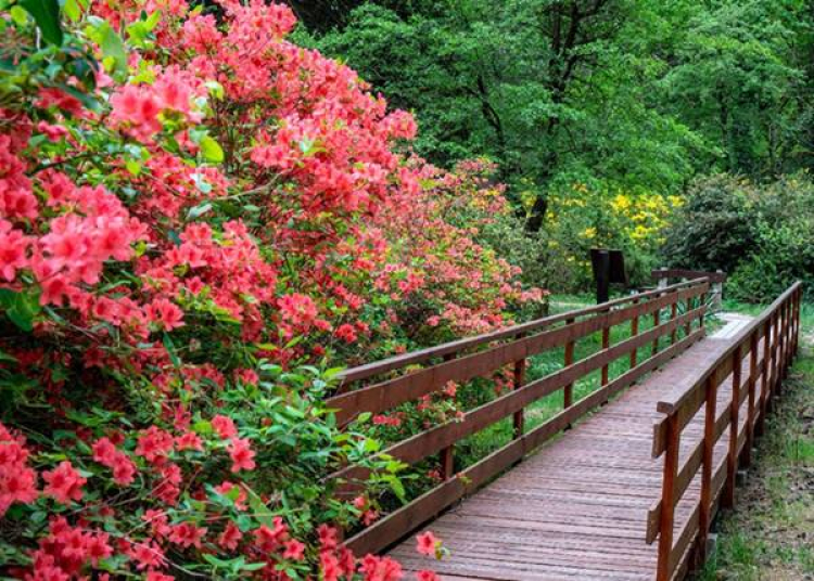 Rododendron virágzás a Jeli Arborétumban, 2025. május 18-ig