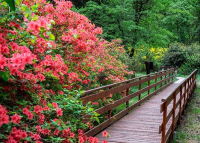 Rododendron virágzás a Jeli Arborétumban, 2025. május 18-ig