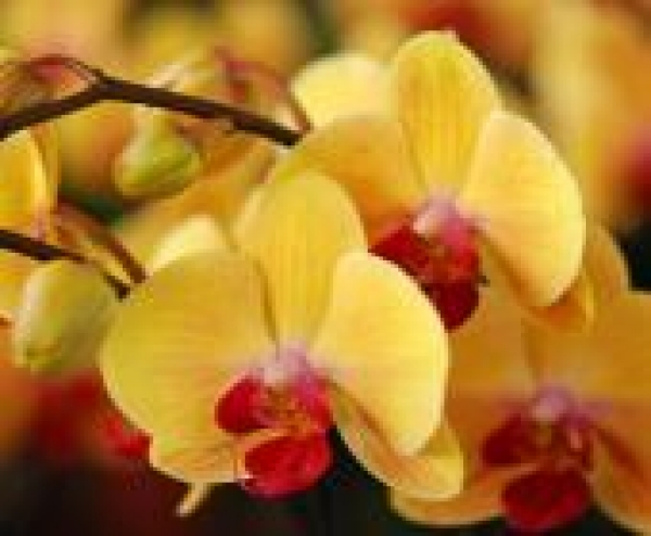 4. Orchidea Ünnep – Orchideák a világ körül, 2017. március 24-26.