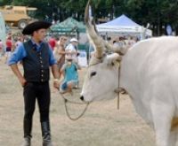 Harsányi Szürkemarha Fesztivál, 2019. augusztus 10.