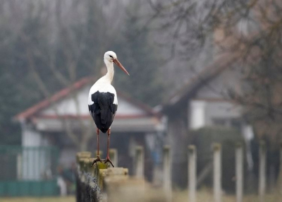 Bodrogkeresztúr lett a gólyák fővárosa Borsodban