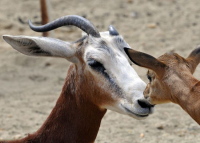 Különleges gazellagidák láthatók a budapesti állatkertben