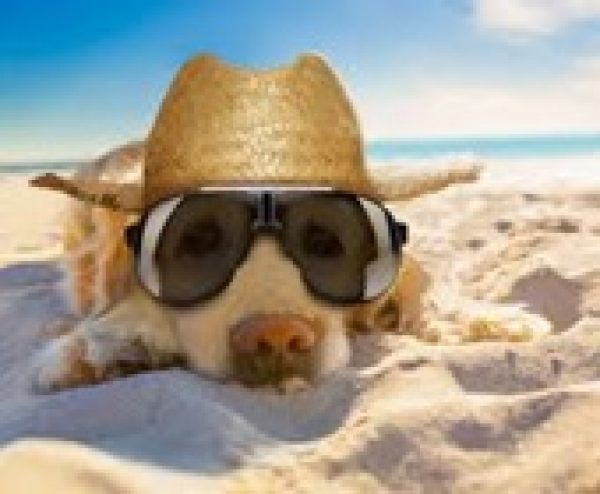 Dog Beach Fest – Kutyák és gazdik hétvégéje, 2019. június 29.