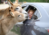 Vár a Richter Safari Park, Magyarország első és egyetlen autós safari parkja