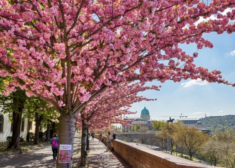 10 pompás helyszín cseresznyevirágzás idején Magyarországon