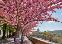 10 pompás helyszín cseresznyevirágzás idején Magyarországon