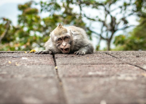 A nagy szökés: hetven majom lécelt le az állatkertből