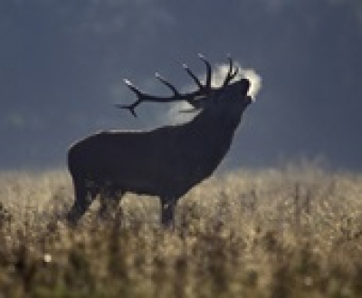 Szarvasbőgéstúrák Gemencen