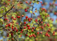 Ezek az őszi erdő vitamindús gyümölcsei