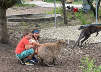 Kapibarával és más egzotikus állatokkal vár a HajdúZoo