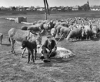 Eltűnik a juhász szakma