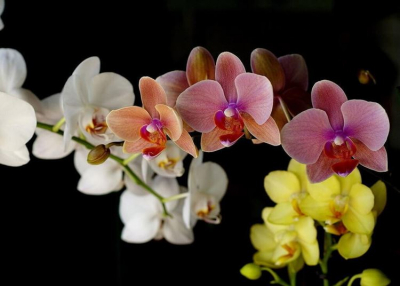 Elmarad!!! Orchidea kiállítás a Vajdahunyadvárban, 2020. március 19-22.