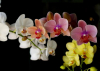 Elmarad!!! Orchidea kiállítás a Vajdahunyadvárban, 2020. március 19-22.