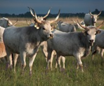 Farsang a Pusztai Állatparkban, 2019. március 2.